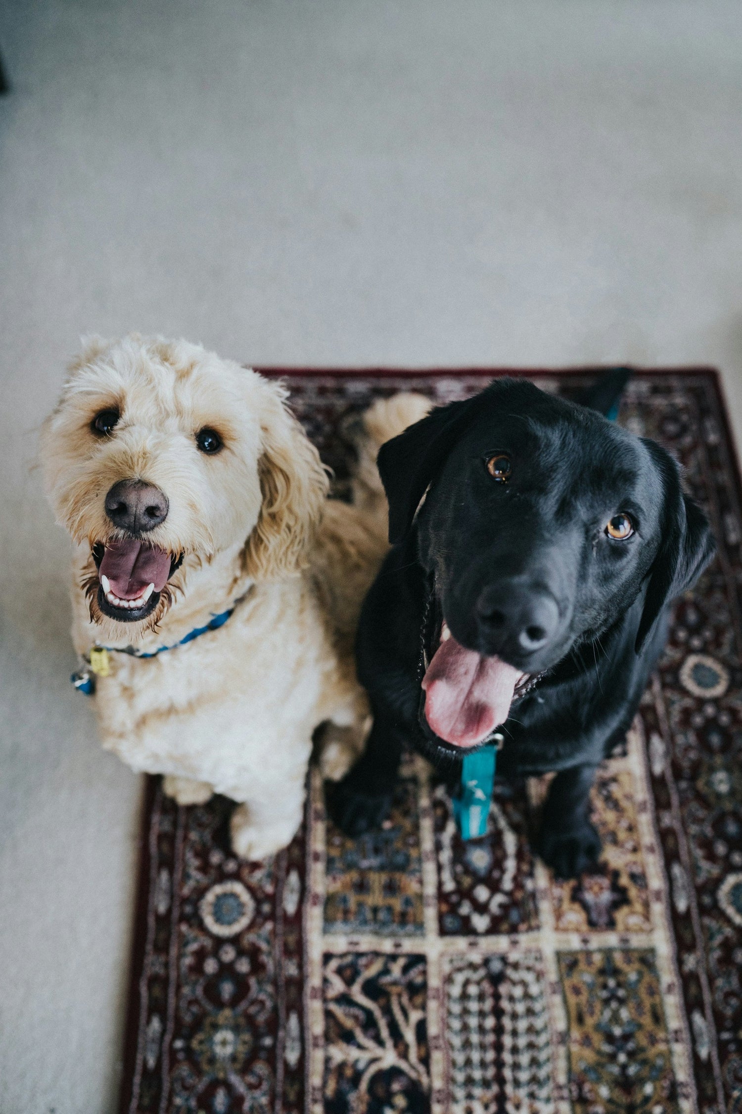Pets